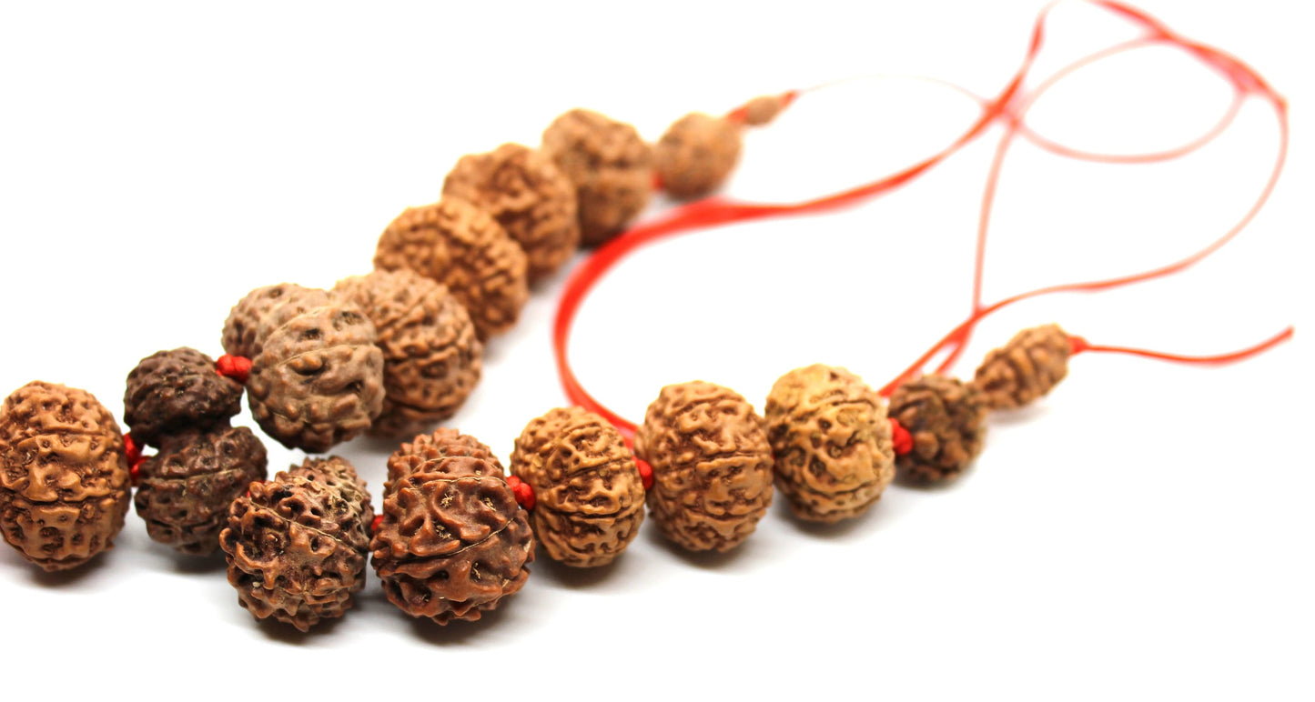 1 to 14 Mukhi Rudraksha, Indonesian Beads Sidha Mala, Siddha Sidh Java Beads, Rudraksh Mala Necklace, Genuine Beads knotted mala in red cord