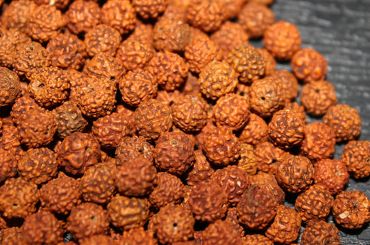 Rudraksha Beads - 10 MM Natural Rudraksha Beads - Loose Rudraksh Beads - Meditation prayer beads - Yoga Jewellry Findings DIY Accessories